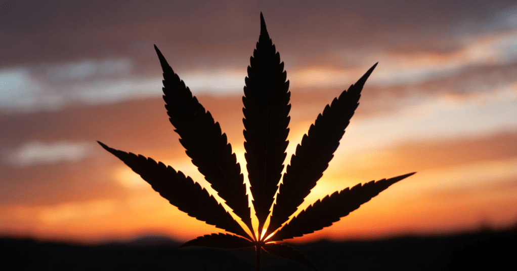 How to incorporate CBD into your wellness&nbsp;routine